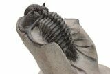 Spiny Cyphaspides Trilobite - Jorf, Morocco #225839-2